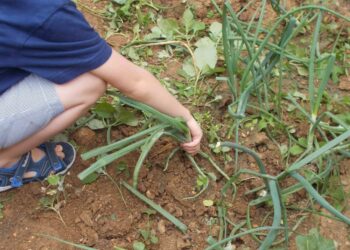 «Γνωρίζοντας τα λαχανικά»